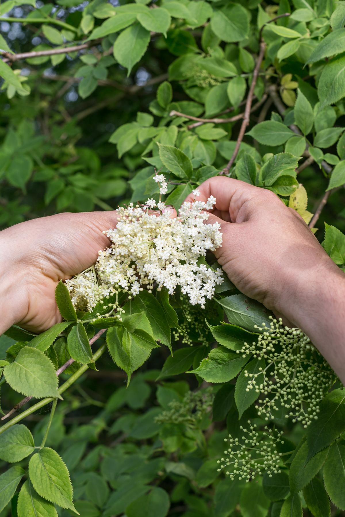Parasol-shaped sprays of elderflowers punctuate and perfume the countryside come spring. (Photo by Giulia Scarpaleggia)