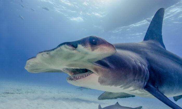 Fisherman Reels In Massive 14ft, 7in Hammerhead–After It Swallowed Blacktip Shark on His Line