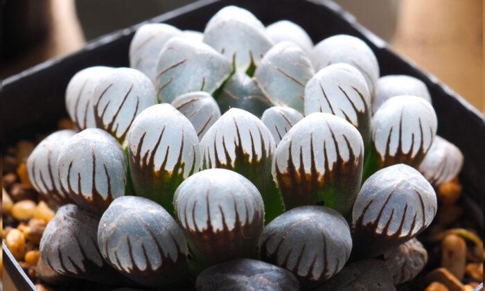 Haworthia: Glassy Succulent Plant Resembling Tiny Opals Can Brighten Up Your Interiors