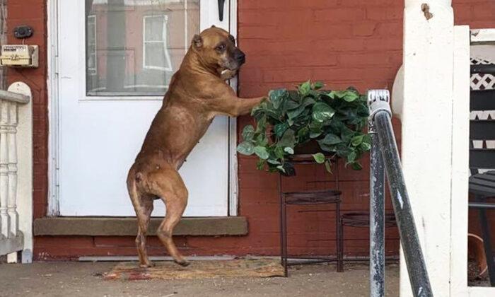 Heartbroken Dog Waits on Porch After Family Moved Away–Until a Stranger Wins His Heart