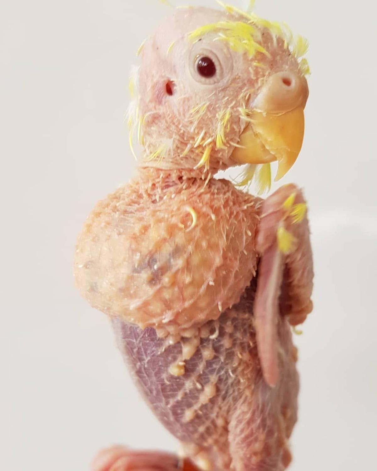 Little Coco is a featherless budgie that suffers from a viral disease called PBFD. (Caters News)