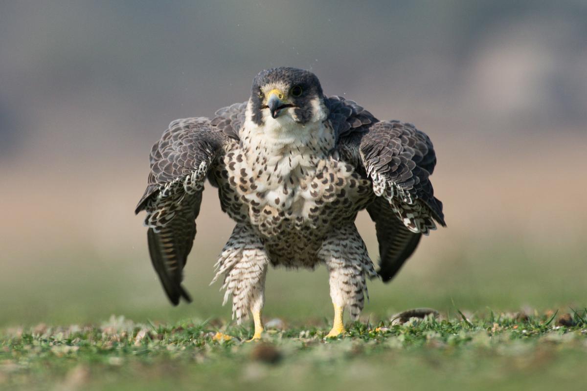 Falcon appears to be impersonating the "Hulk" in these impressive pictures (Caters News)