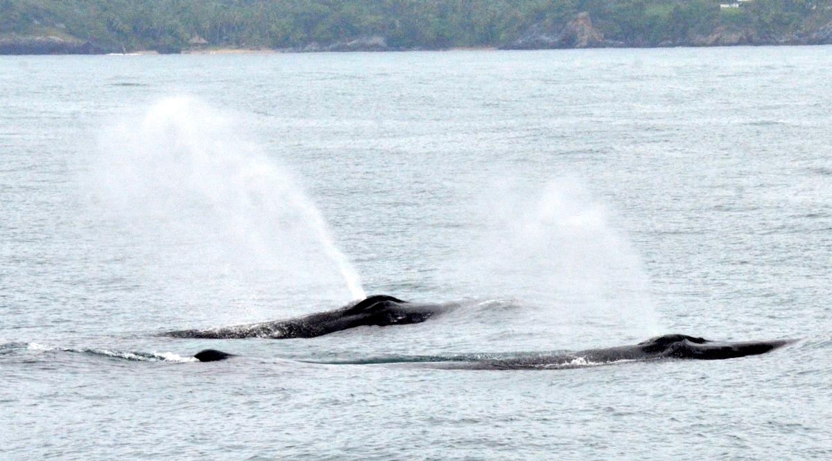 A couple of humpbacks take a breather just off the port bow. (Kevin Revolinski)