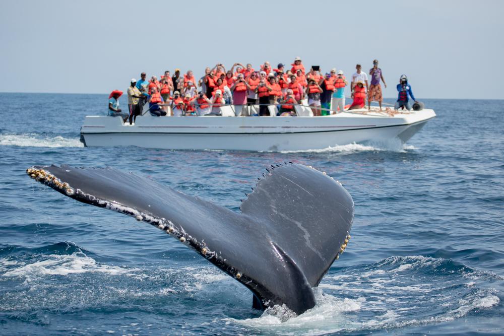 Whale watchers in Samana, Dominican Republic. (Kit Korzun/Shutterstock)
