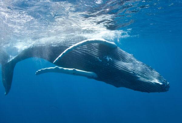 Humpback whales can reach a length of 40 to 50 feet. In the Atlantic, females migrate to give birth in the Caribbean and then move north to feeding areas along New England and Canada. (Ethan Daniels/Shutterstock)