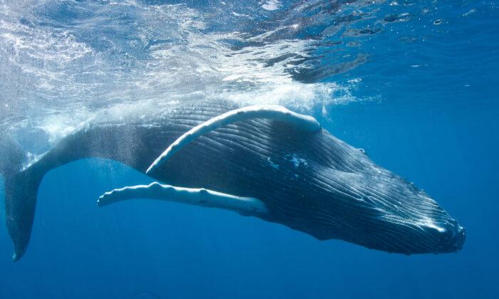 The Soul of the Sea: Whale Encounters in the Dominican Republic 