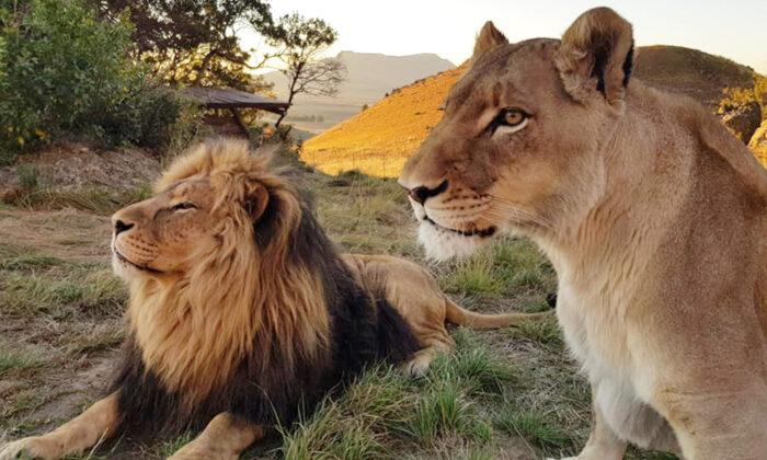 2 Lions Rescued From Misery in Captivity Fall Head Over Heels in Love at Sanctuary in South Africa