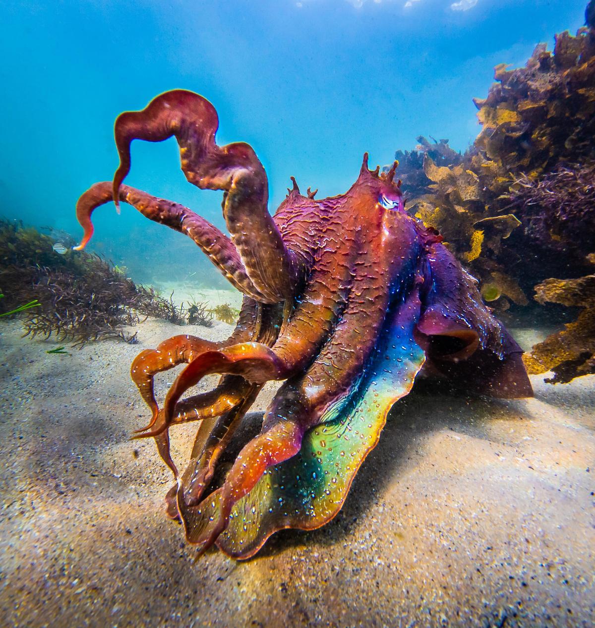 A rainbow-colored male cuttlefish making a grab for the photographer's lens (Caters News)