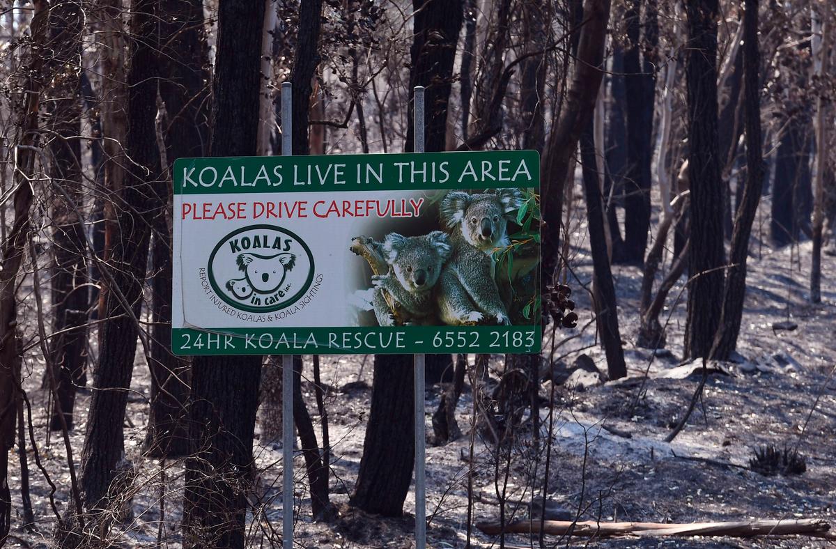 A sign indicating koala habitat stands in a burnt-out forest near the town of Taree, north of Sydney, on Nov. 14, 2019 (WILLIAM WEST/AFP via Getty Images)