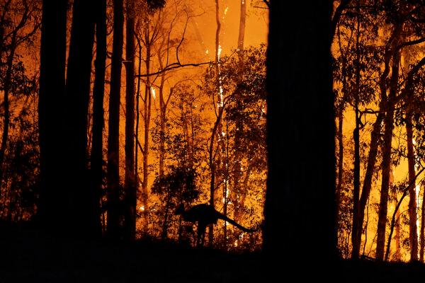A kangaroo escapes the fire as the fire front approaches a property in Colo Heights, Australia, on Nov. 15, 2019. (Brett Hemmings/Getty Images)