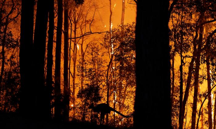 Billions Lost in Aussie Black Summer Bushfires