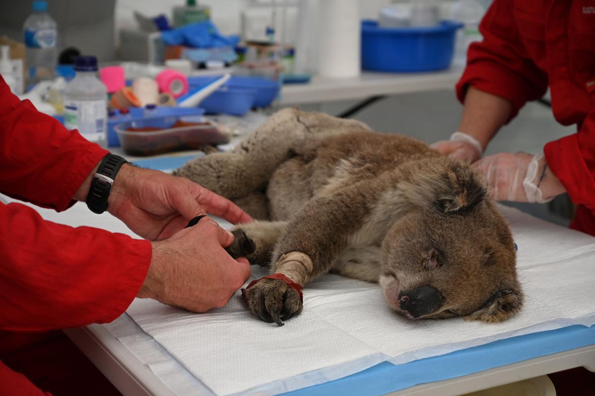 An injured koala being treated for burns by a vet at a makeshift field hospital at Australia's Kangaroo Island Wildlife Park on Jan. 14, 2020 (PETER PARKS/AFP via Getty Images)