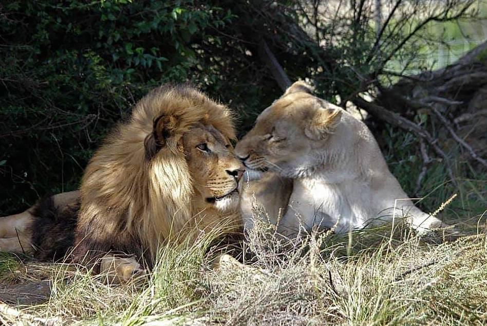 (Courtesy of <a href="http://www.lovelionsalive.one/">Love Lions Alive</a>)