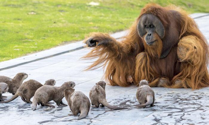 Orangutans Befriend Group of Otters at Zoo as Part of Enrichment Program, and the Photos Are Adorable