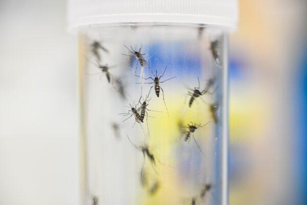 Mosquitoes in a container in a laboratory in Germany, which saw its first case of West Nile virus in 2019, in a 2019 file photograph. (Steffen Kugler/Getty Images)