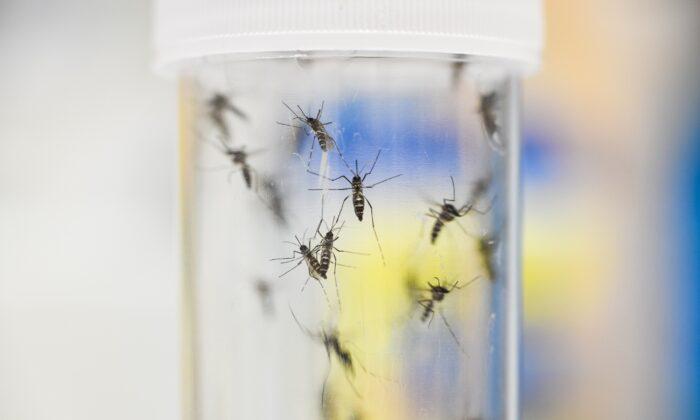 Orange County Takes a Bite out of Its Mosquito Population