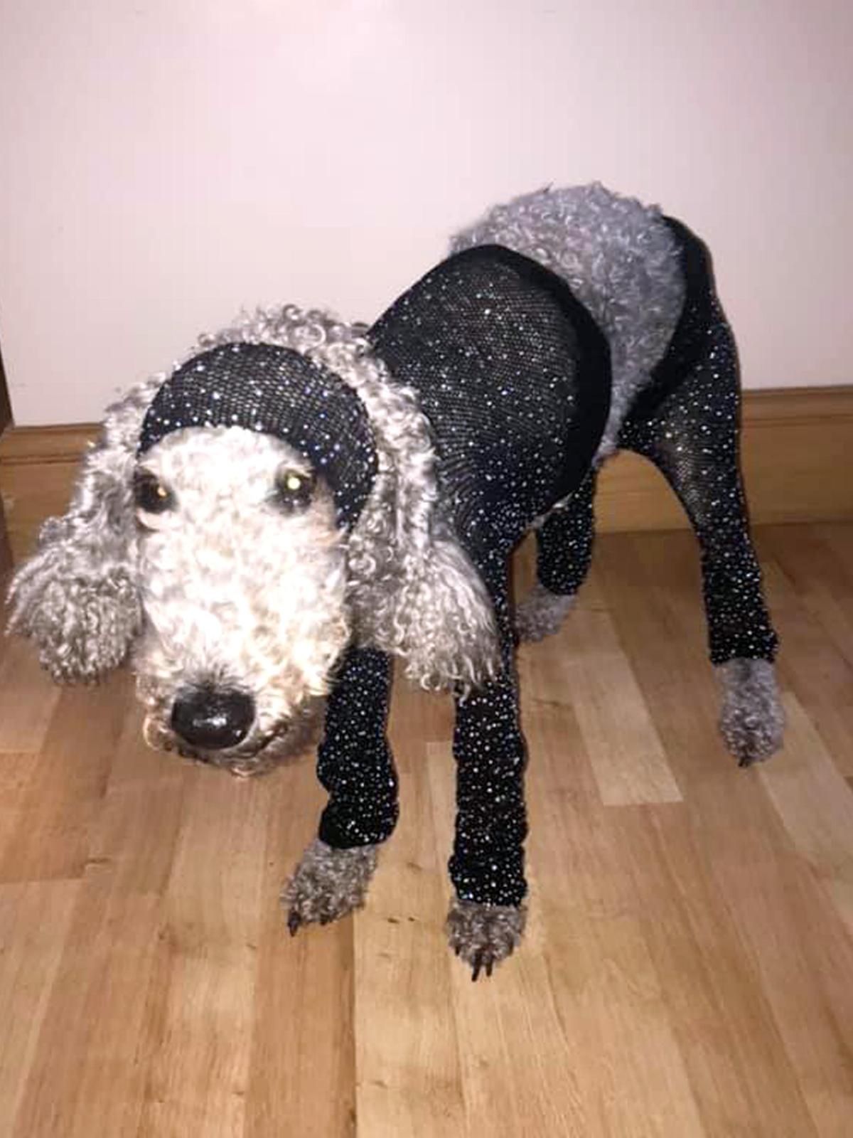 Charlotte the dog wearing the outfit Callie brought from Depop (Caters News)