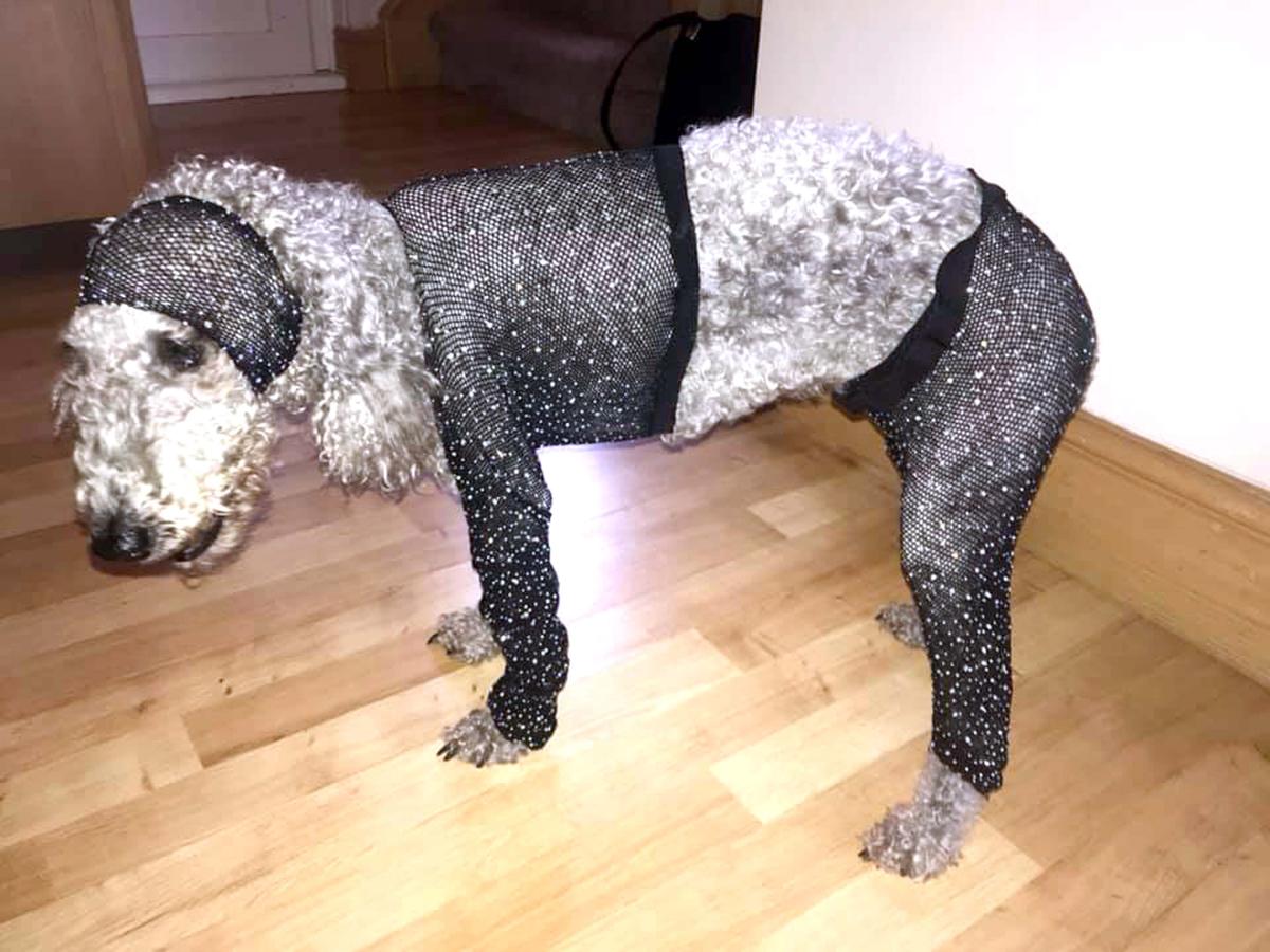 Charlotte the dog wearing the outfit Callie brought from Depop: side view (Caters News)