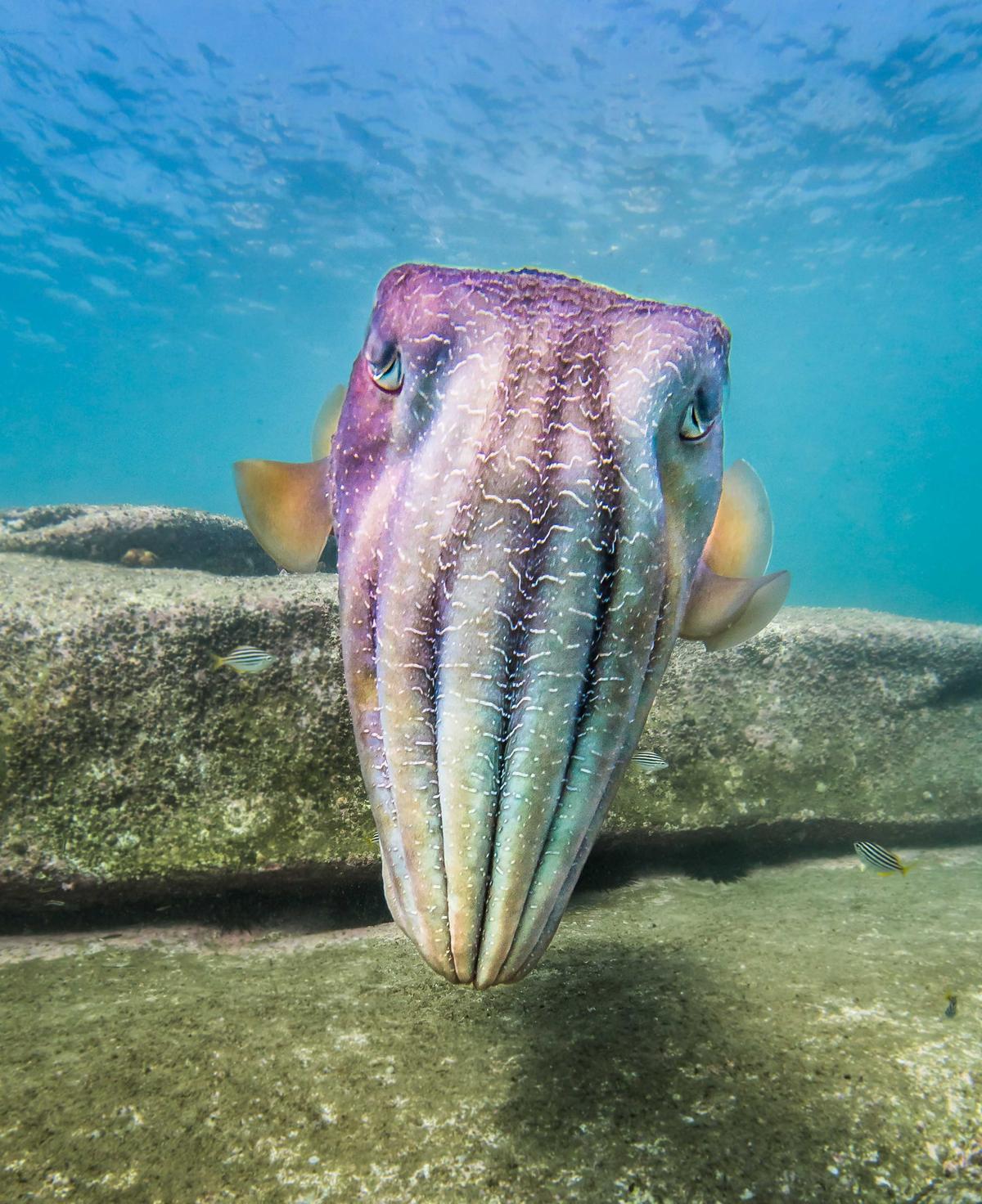 One lonely cuttlefish with a bit of a long face (Caters News)