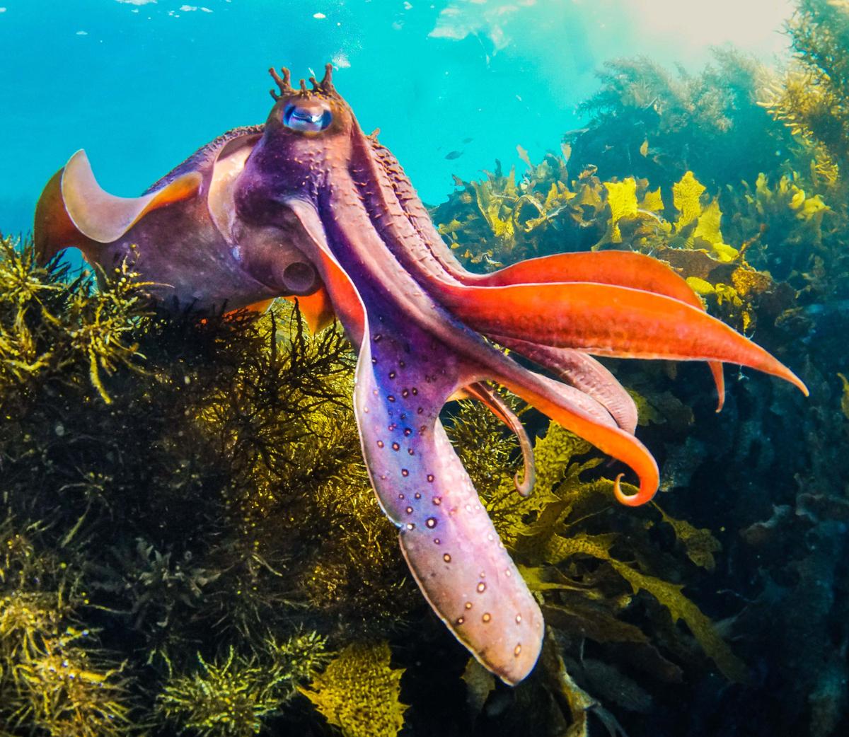 This eye-catching image show a male cuttlefish trying to impress the ladies. (Caters News)