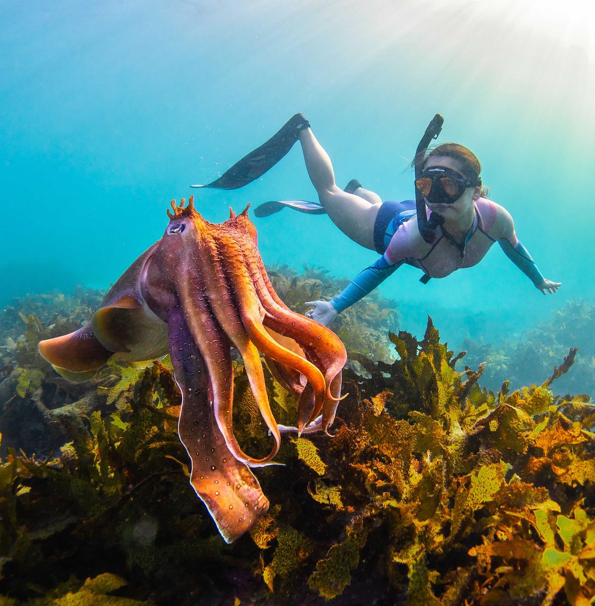 Photographer's wife, Alice Edgar, 31, swims with the colorful cuttlefish. (Caters News)