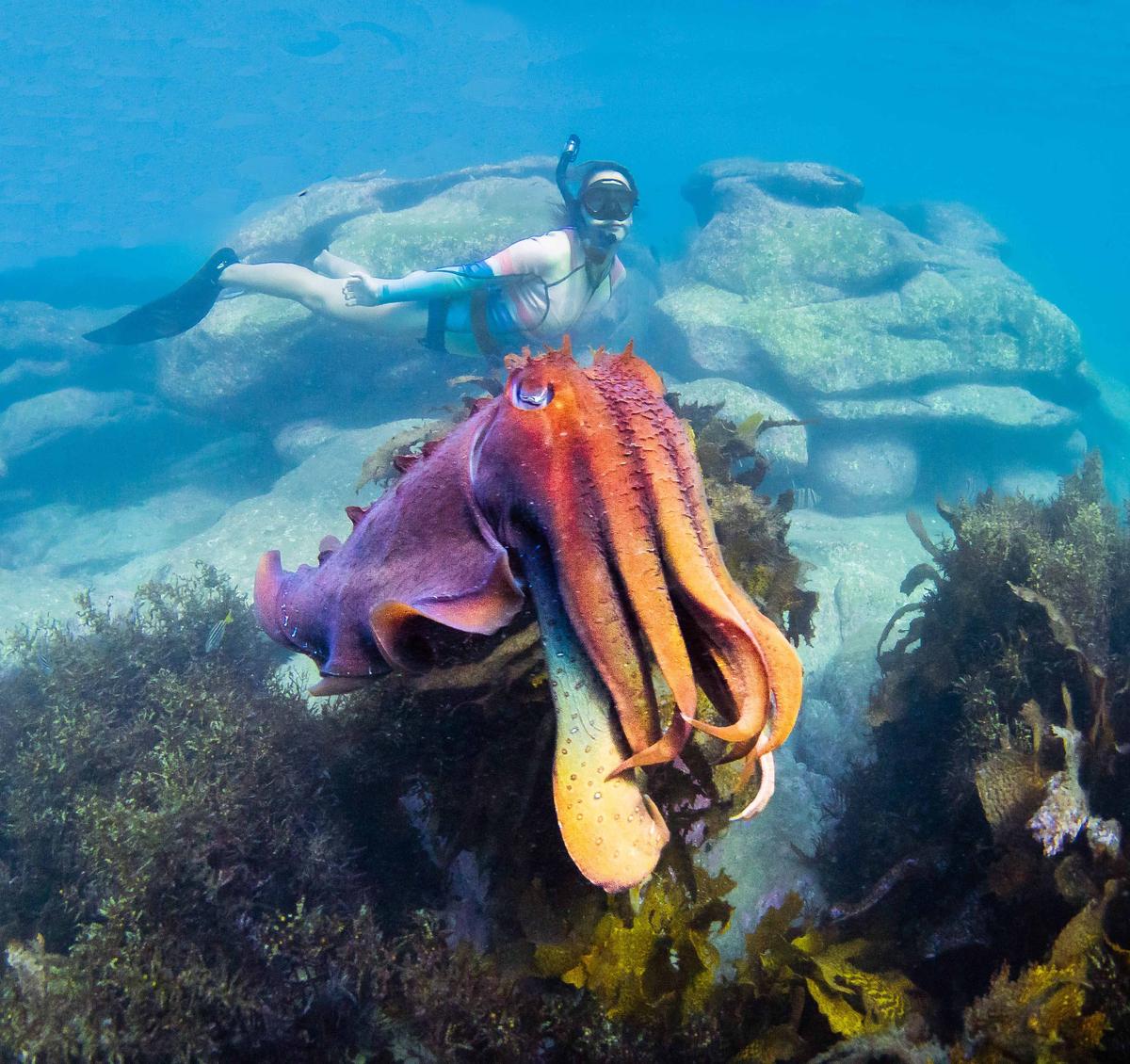 Alice Edgar swims with the colorful cuttlefish (Caters News)