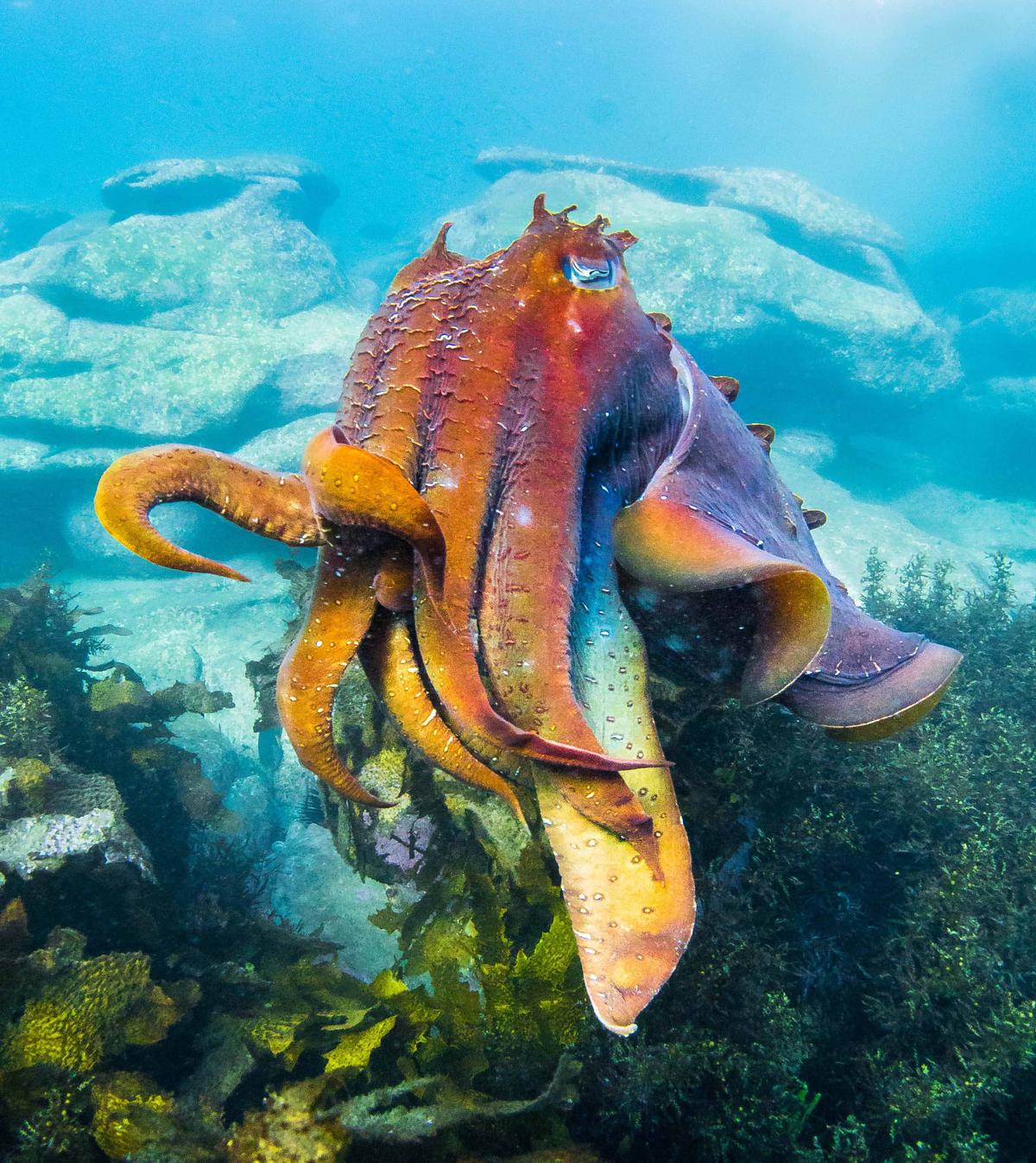 Male cuttlefish often adopt striking rainbow patterns during the mating season. (Caters News)