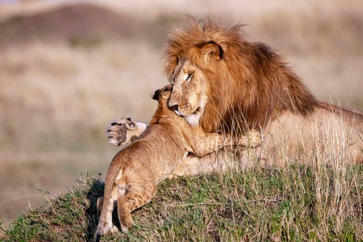 A baby lion has an adorable interaction with his dad. (Caters News)