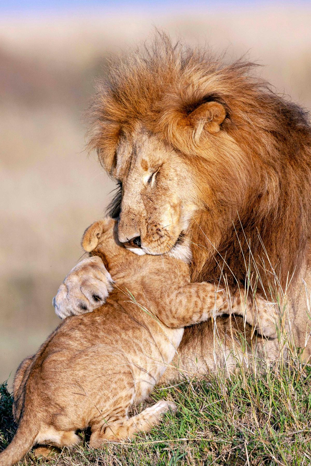 A baby lion and his dad in the Maasai Mara National Park, Kenya. (Caters News)