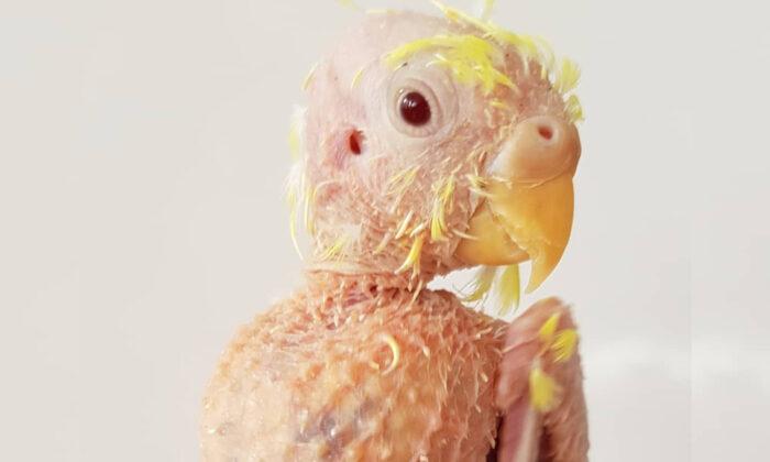 Featherless Budgie That Went Bald Due to Stress Thrives At Life Despite Viral Disease
