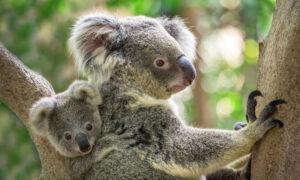 Dual Threat to Koala Populations in New South Wales and Queensland