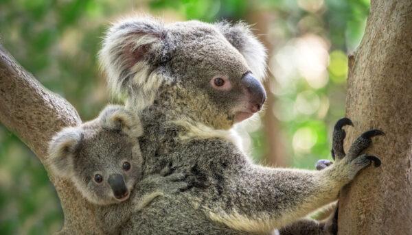 A koala and her joey climb a tree. (Illustration - jeep2499/Shutterstock)
