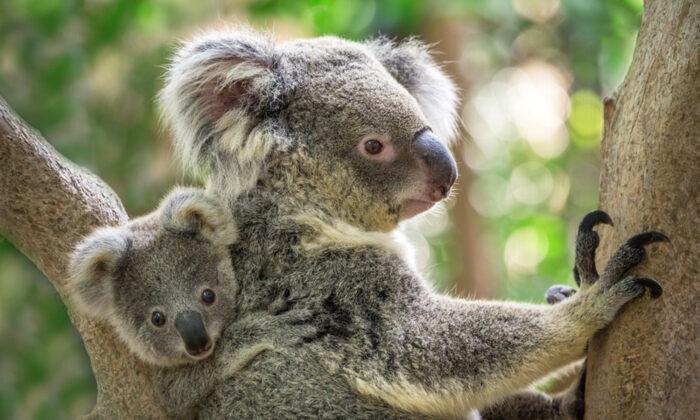Koalas to Receive Vaccine Shot Against Chlamydia