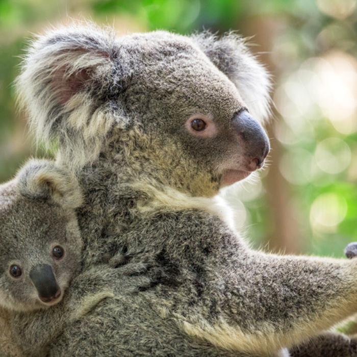 Koalas to Receive Vaccine Shot Against Chlamydia