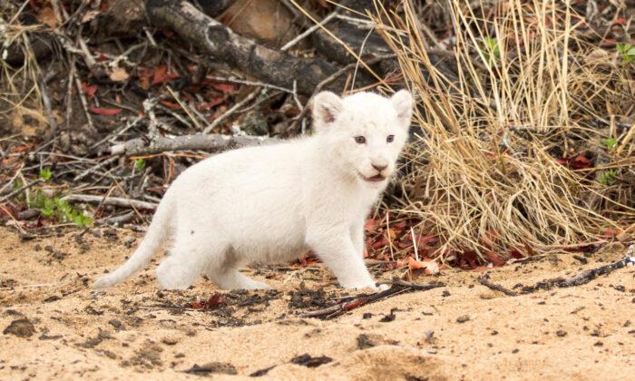 Lion Cub With White Fur Due to Rare Condition Sighted With Parents at Kruger Wildlife Reserve