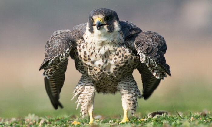 Photographer Snaps Rare Image of Peregrine Falcon Puffing Up Like the Incredible Hulk