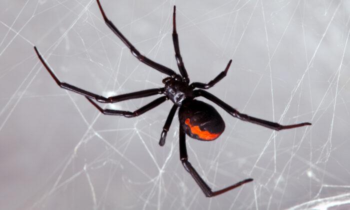 3 Boys Rushed to Hospital After Letting Black Widow Spider Bite Them to Become Like 'Spider-Man'