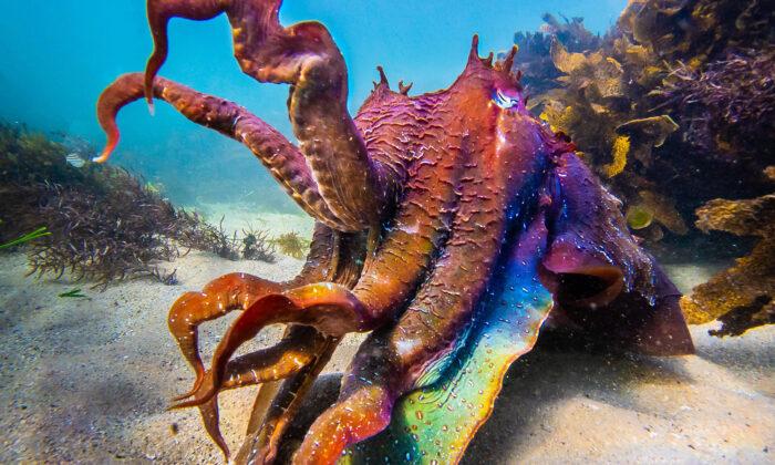‘Alien-Like’ Cuttlefish’s Skin Changes Color, Displays Stunning Rainbow Hues During Mating Season