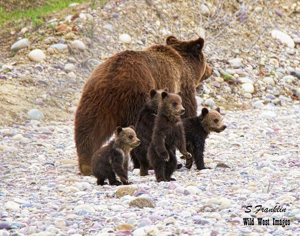 The first few moments when Grizzly 399 was spotted this year along with her quadruplet cubs. (Courtesy of <a href="https://www.wild-west-images.com/">Steve Franklin</a>)