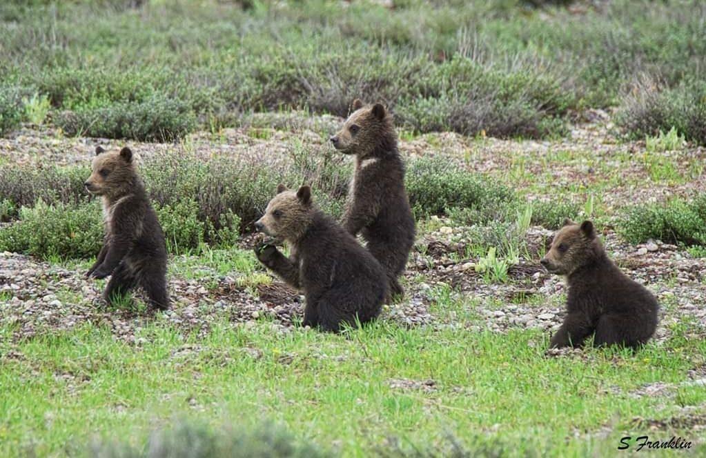 The four cubs are considered Grizzly 399's largest-yet litter. (Courtesy of <a href="https://www.wild-west-images.com/">Steve Franklin</a>)
