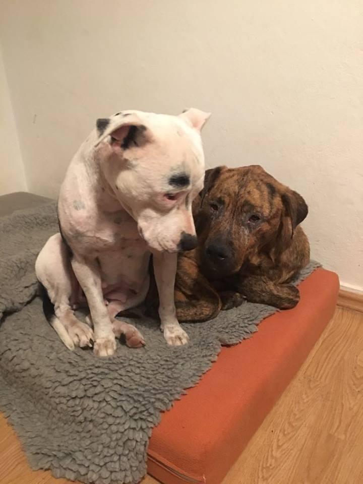 Matilda comforting a newly rescued dog. (Courtesy of <a href="https://www.youtube.com/channel/UCQGiJ9mf0Tbl-HVF1DgIruQ">The Orphan Pet</a>)