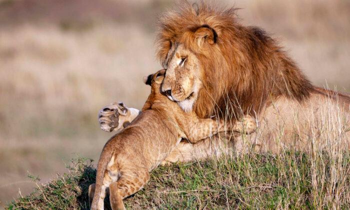 Heartwarming Photos of Lion Dad and Cub Embracing Reveal Gentle Side of King of the Savanna