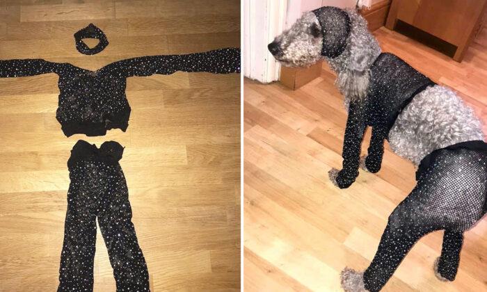 Teen Orders Party Outfit for Ibiza Trip, but It Arrives in Size So Tiny It Only Fits on Her Dog