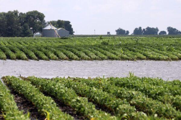 Soybeans grow in a flooded field are seen near Adel, Iowa, on July 5, 2018. (Scott Morgan/Reuters)