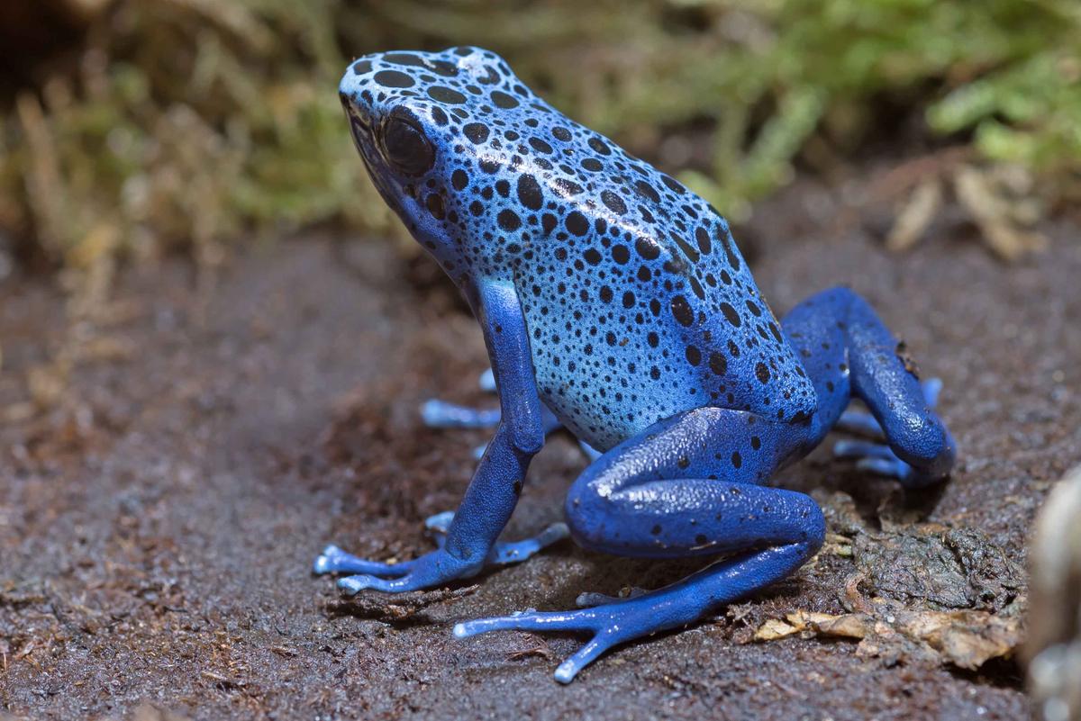 Blue poison dart frog (Klaus Ulrich Mueller/Shutterstock)