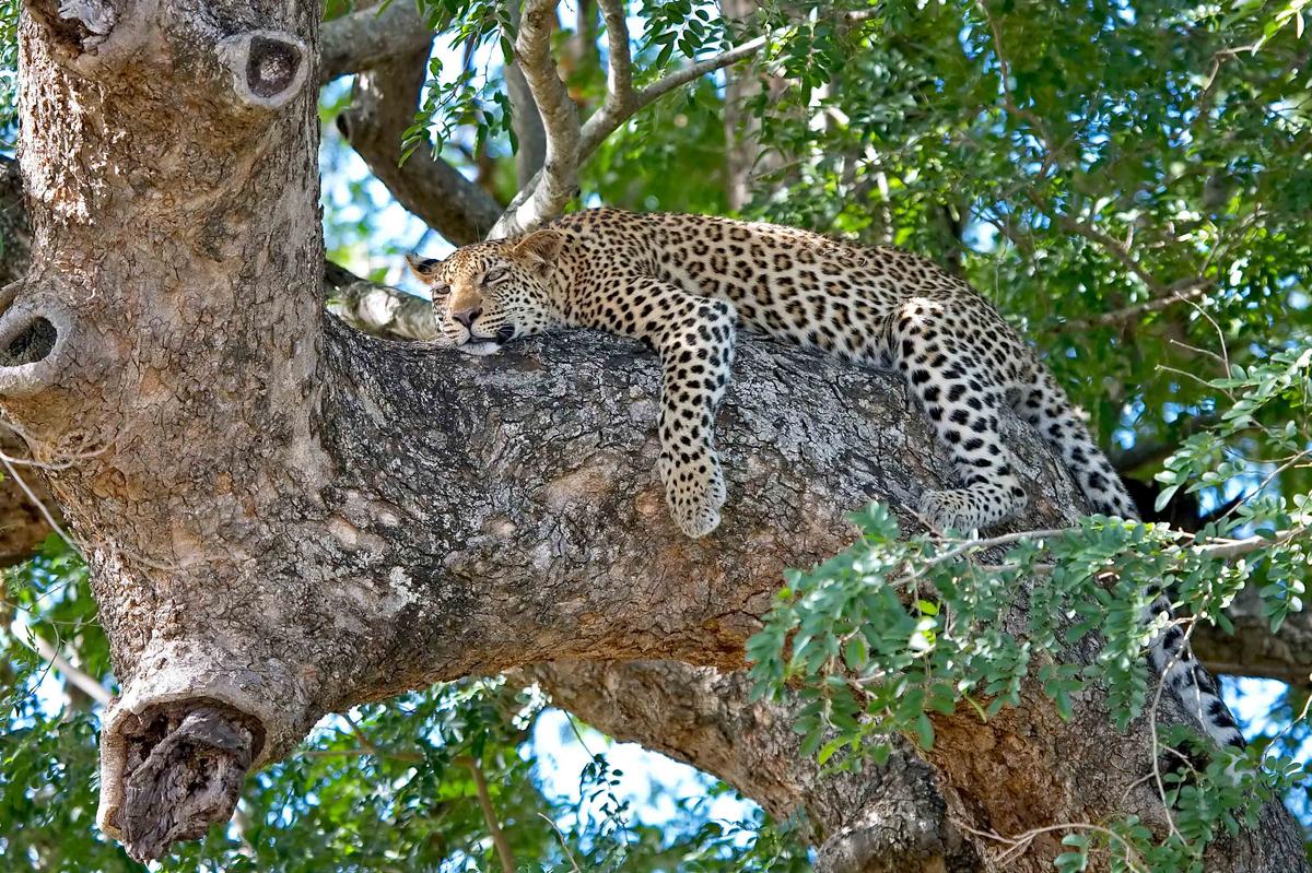 Leopard lounging on a tree limb in Kruger National Park, South Africa (Braam Collins/Shutterstock)