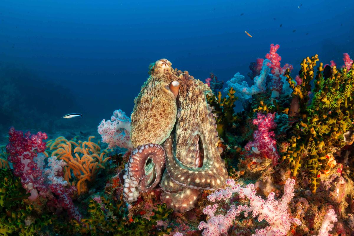 A large octopus sitting on top of a pinnacle surrounded by colorful soft corals on a tropical reef. (Richard Whitcombe/Shutterstock)