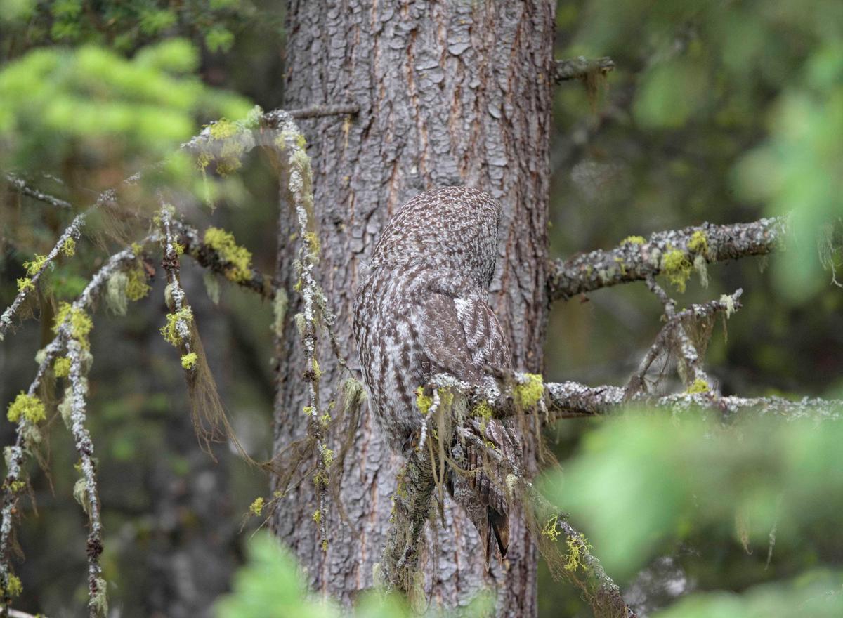 Can you spot the great gray owl sat in this tree? (Caters News)