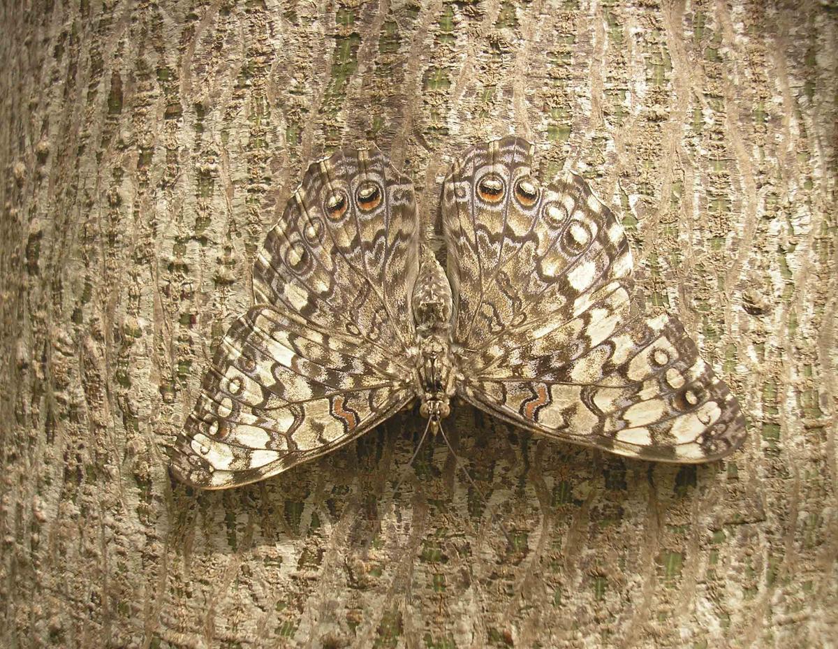 A butterfly camouflaged on the bark of a tree (Wilm Ihlenfeld/Shutterstock)