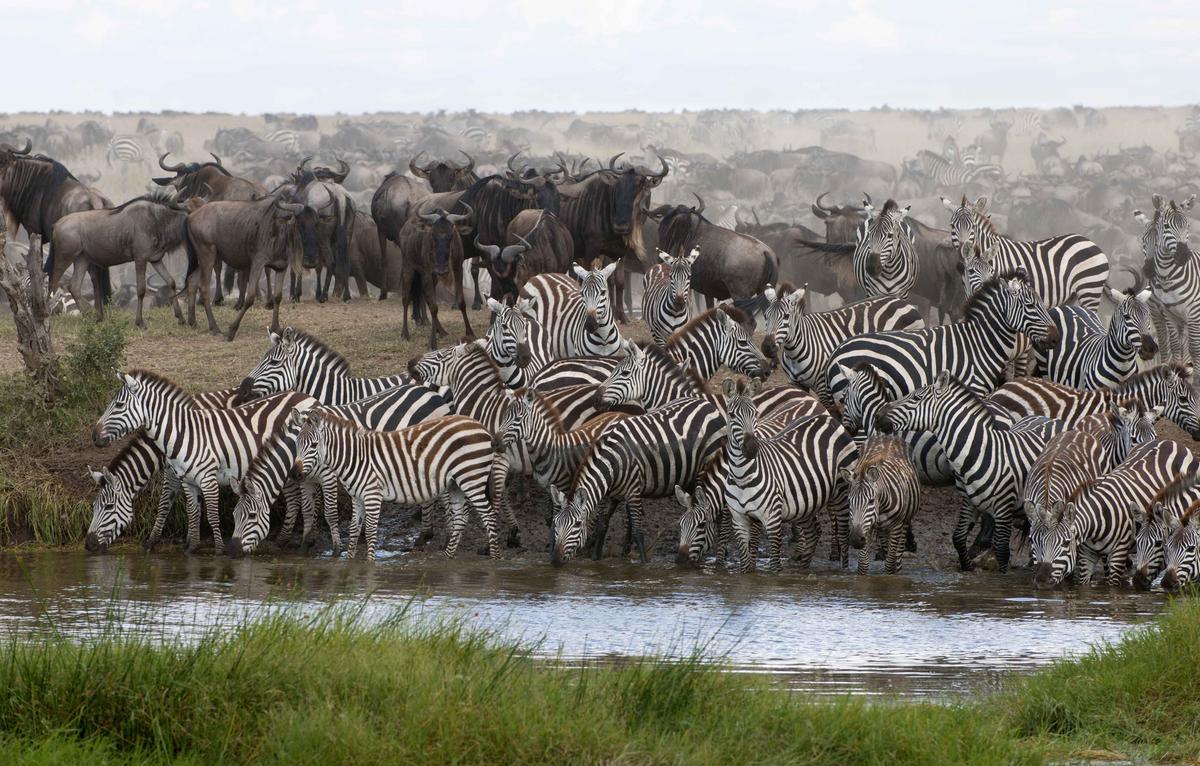 Zebras drinking at the Serengeti National Park in Tanzania, Africa (Eric Isselee/Shutterstock)